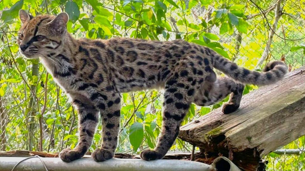 Leopardus tilcayo a La Senda Verde állatmentő központban